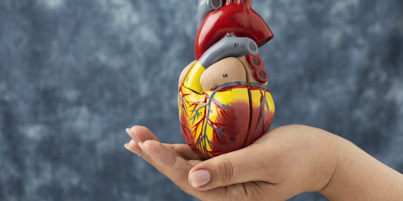 person-holding-anatomic-heart-model-educational-purpose (2)-min